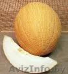 арбуз Украина арбуз с поля #32133