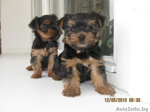 йоркширский терьер #34955