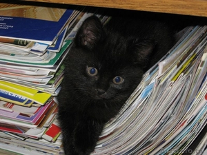 Подарю забавного котенка (мальчик) #29241