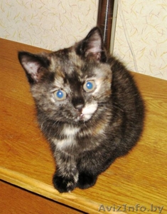 Подарю бобтейла (кошечка) #29247