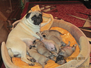 продаю щенков породы мопс #34290