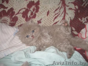 Британские короткошерстные котята от титулованных родителей #34397