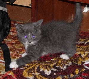 Отдам котенка бесплатно #36032