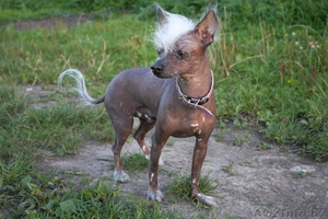 Кобель китайской хохлатой собаки ищет подругу для вязки #30346