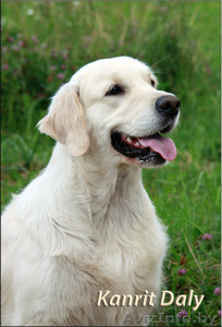 Золотистого ретривера щенки #36619