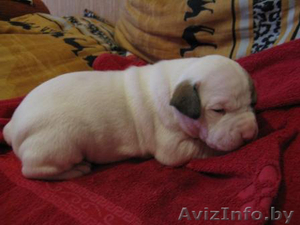 Щенки американского бульдога #34253