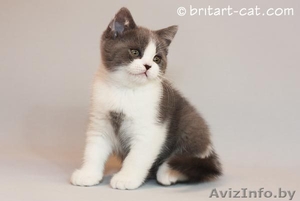 Британские котята редких окрасов от родителей международных чемпионов #28943