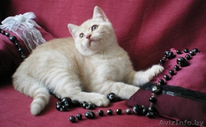 Британские котята редких окрасов #30105