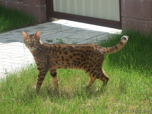 Бенгальская кошка #34963