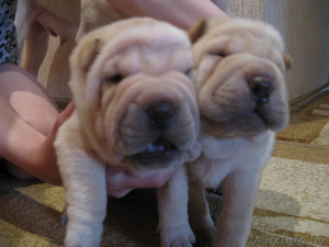 Продам щенков шар-пея (девовочки) #30989