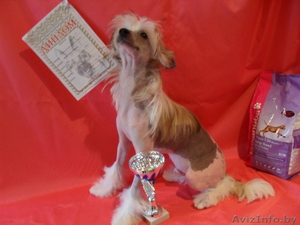 китайская хохлатая #31900