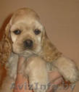 Продам родословного американского кокер спаниеля (щенка) #27757