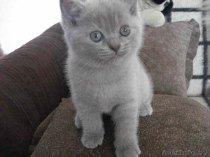 Плюшевая британская небесно-голубая кошечка #37082