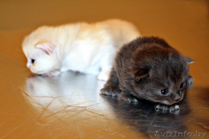 Котят к добрым людям #30772