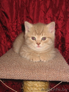 Очаровательные котята британской породы #29373