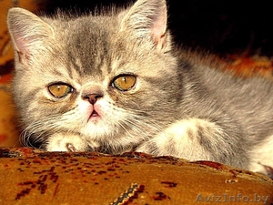 Экзотические короткошерстные котята #34974