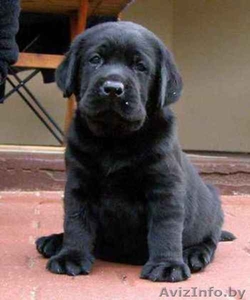 Лабрадора ретривера щенки от импортированных производителей. #27743