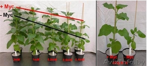 МИКОПЛАНТ биорегулятор роста растений,  ни грамма химии #34631