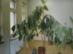 продаю   растение   фикус #28944