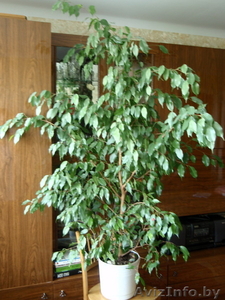 фикус мелколистный #31496