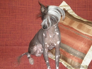 Китайская хохлатая собака. Родословная. Срочно! #31520