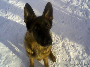 Помощь в выгуле собак в вашем раойне #28563