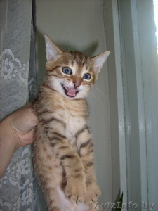 Бенгальский котёнок(помесь) #36690