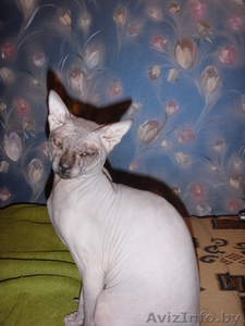 Объявление о вязке #33437