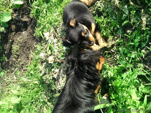 продам той терьера щенка #33828