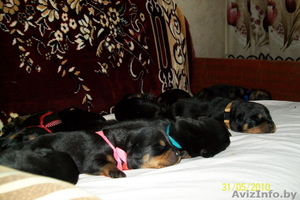 Щенки ротвейлера в Минске #37612