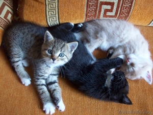 катят отдам бесплатно!!! #40248