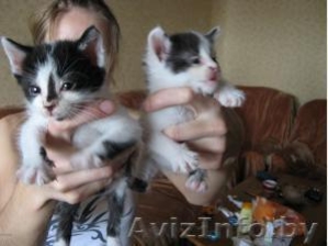 Шесть очень красивых и умных котят 1 месяц в дар #44058