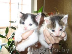 Четыре очень красивых и умных котенка 1 месяц в дар #45729