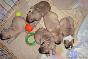 ПРОДАМ ЩЕНКОВ ФРАНЦУЗСКОГО БУЛЬДОГА #39518