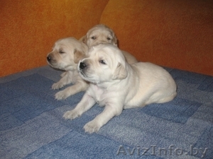 золотистый ретривер #41717