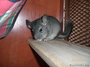 Продаются шиншиллки #45135
