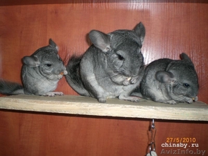 Продаются шиншиллята #45063