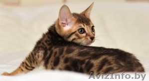 Бенгальские котята  «Bengal Diamond» #47066