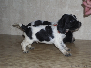 Щенки русского охотничьего спаниеля #39200