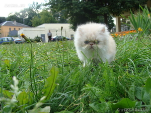 ПЕРСИДСКИЕ КОТЯТА #47167