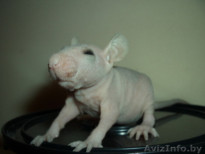 Крысы (голые) сфинксы. #38157