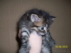 Британские плюшевые  и длинношерстные  котята #42450