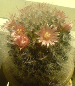 КАКТУС Маммиллярия бокасская (Mammillaria bocasana) #39844