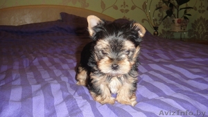 продаются щенки йоркширского #45213