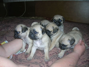 щенки мопса от родителей чемпионов! #43179