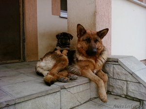 Продаю щенков немецкой овчарки #40951