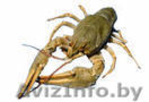 живой речной рак #38161