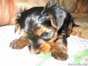 маленькое чудо - щенки йоркширского терьера #42238