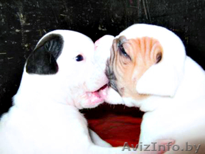 щенки бульдога,  настоящий друг #37919