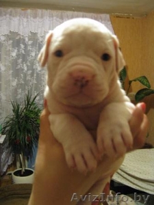 АМЕРИКАНСКИЙ БУЬДОЖКА #37913